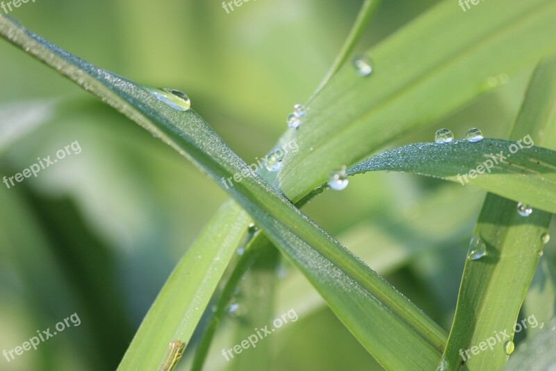 Nature Green Forest Leaves Water