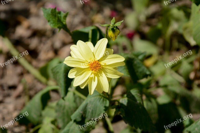 Yellow Flower Flowers Flora Nature Yellow