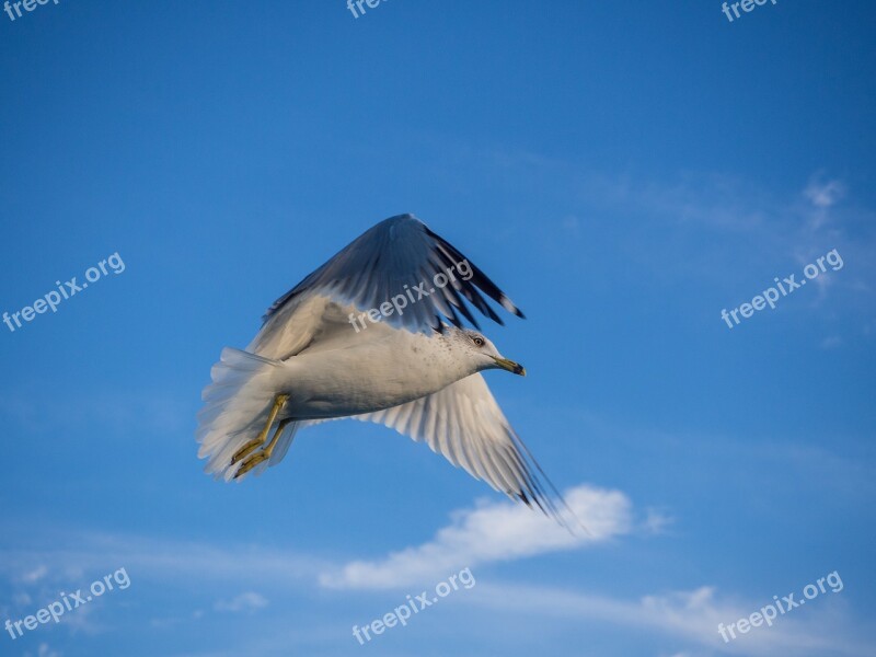 Seagull Flying Bird Sea Flight