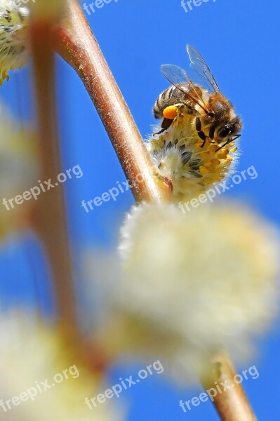 Spring Barka Bloom Wood Nature