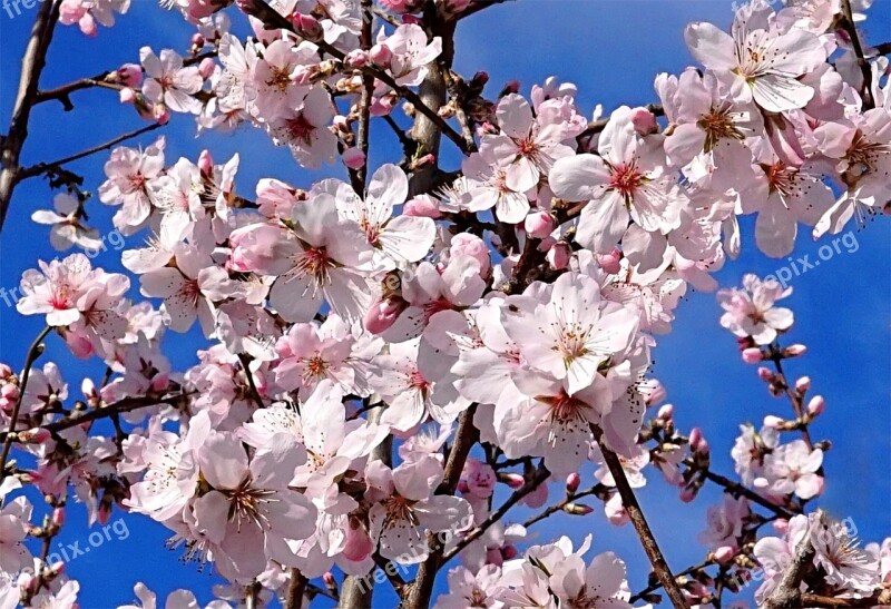 Almond Tree Blossom Bloom Spring Pink