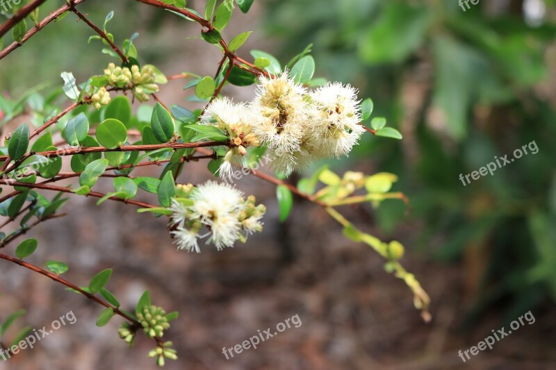 Forest Plant Nature Environment View