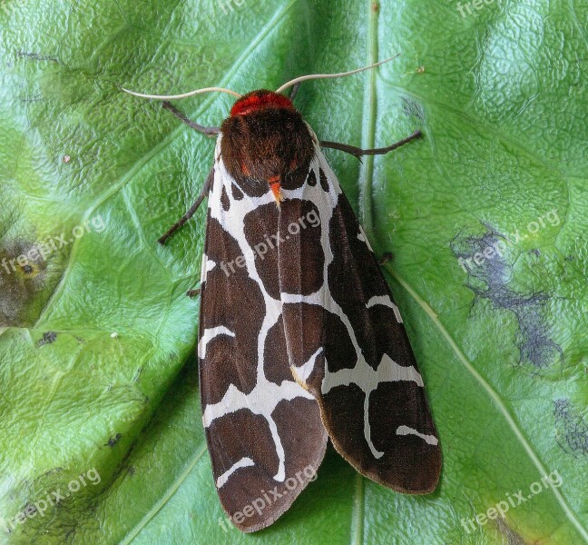 Moth Garden-tiger Wings Garden Insect