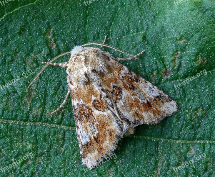 Moth Dusky-sallow Wings Pattern Insect