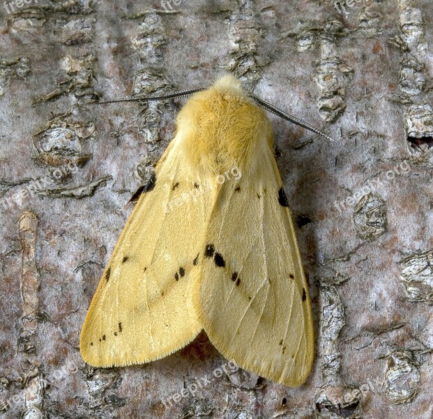 Moth Buff-ermine Wings Pattern Insect