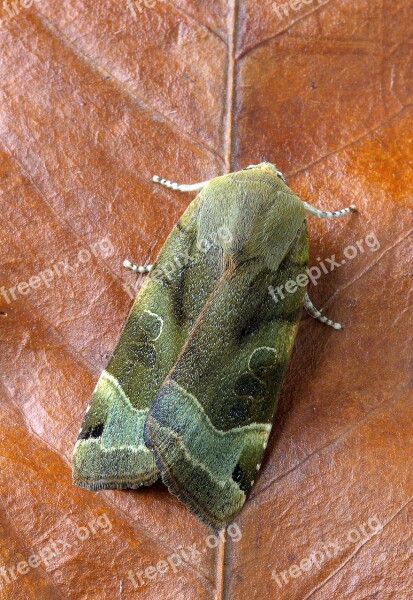 Broad-bordered-yellow-underwing Moth Wing Insect Pattern