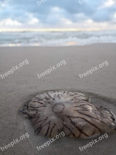 Jellyfish Sand Sky North Sea Sea