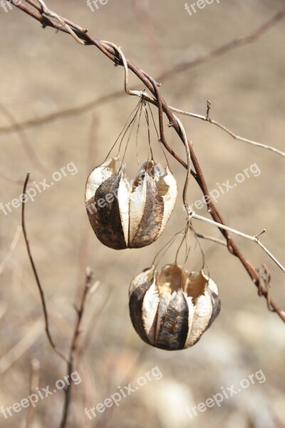 Spring Macro Plants Fruit Free Photos