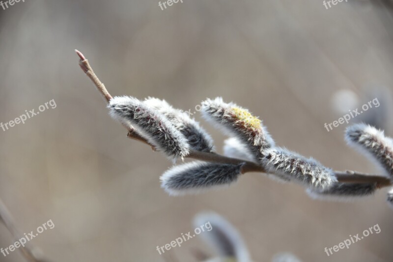 Spring Flowers Macro Plants Free Photos