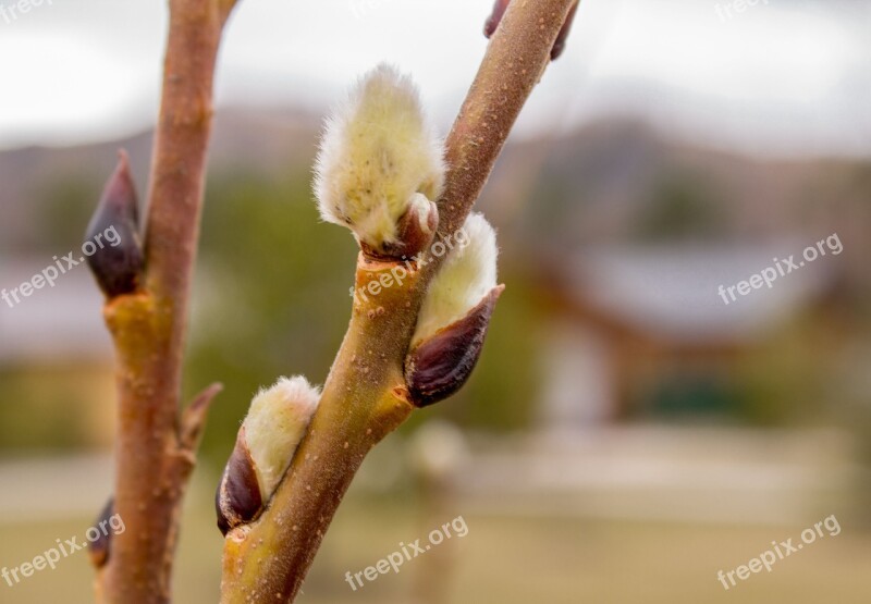 Spring Verba Nature Kidney Willow