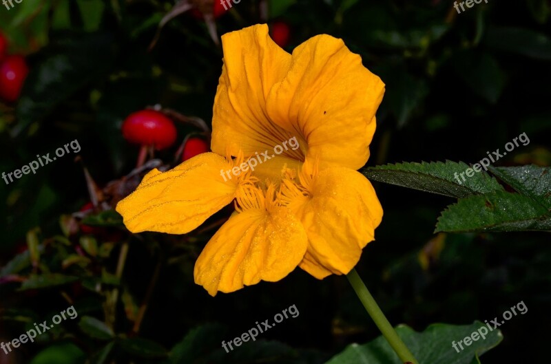 Nasturtium Yellow Blossom Bloom Petals