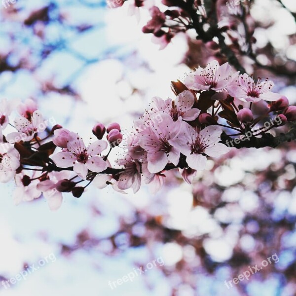 Flowers Cherry Blossoms Pink Nature Spring