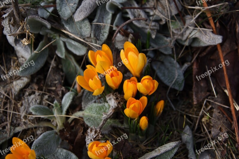 Crocus Saffron Flower Spring Flowers