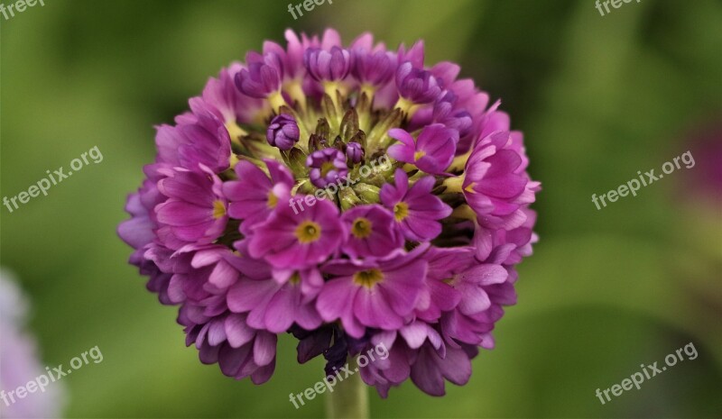 Flower Pink Plant Nature Garden