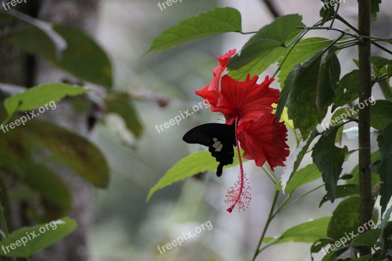 Blossom Bloom Butterfly Red Insect