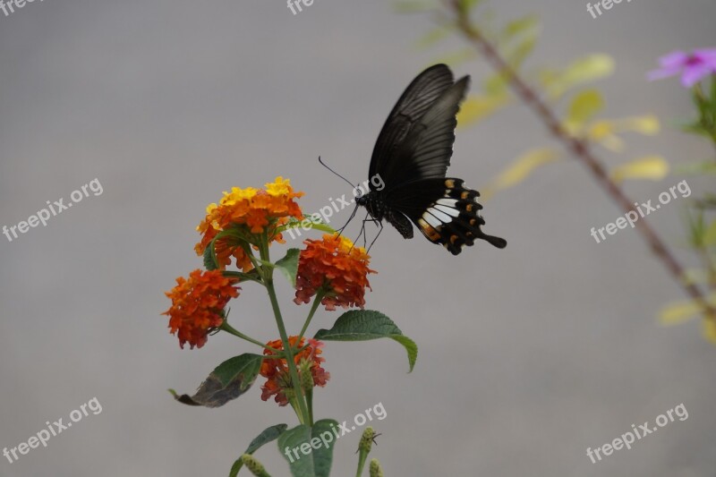 Butterfly Nature Insect Animal Flower