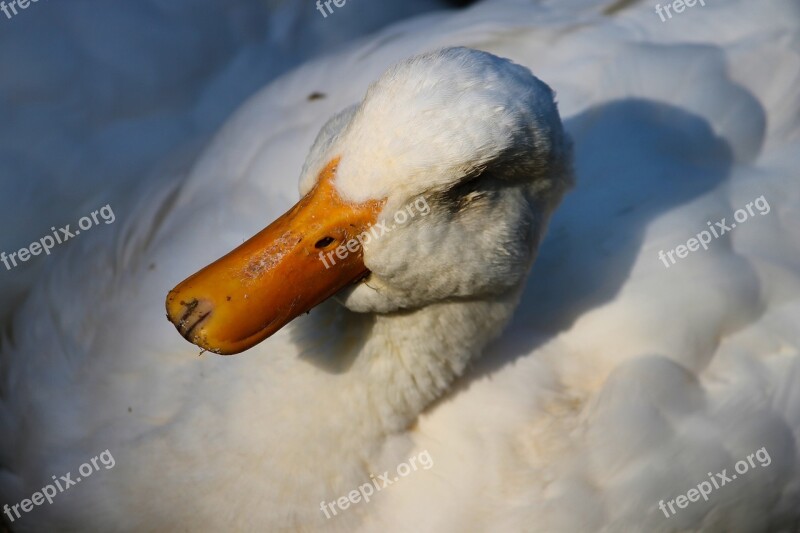 Duck House Duck Peking Duck Animal World Bird