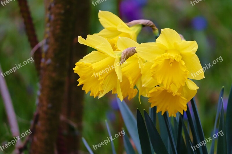 Daffodils Osterglocken Spring Flowers Yellow Flowers