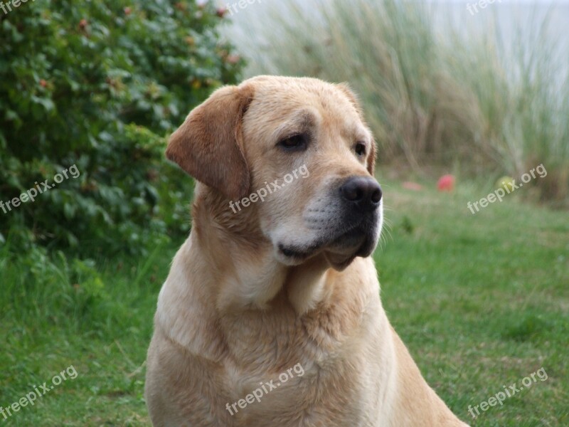 Labrador Yellow Labrador Retriever Golden Meadow