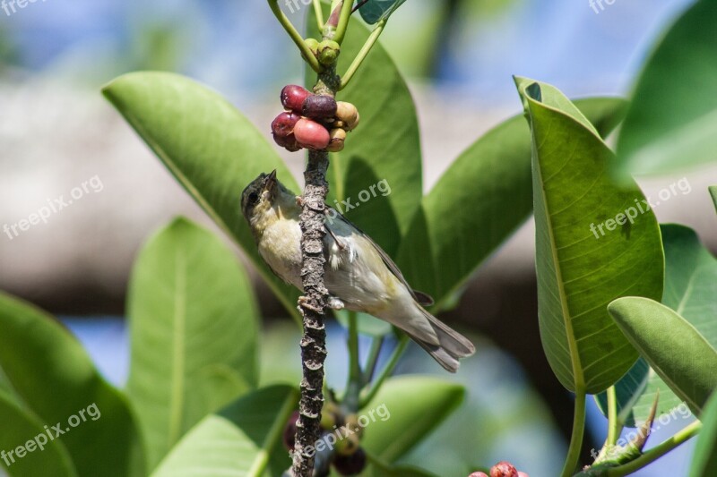 El Salvador Birds Birds Of El Salvador Fauna Fly