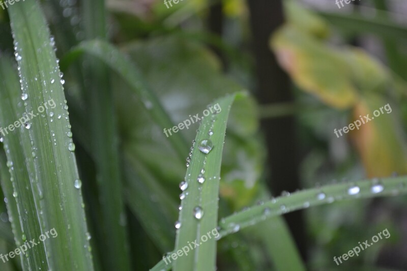 Natural Water Green Life Nature