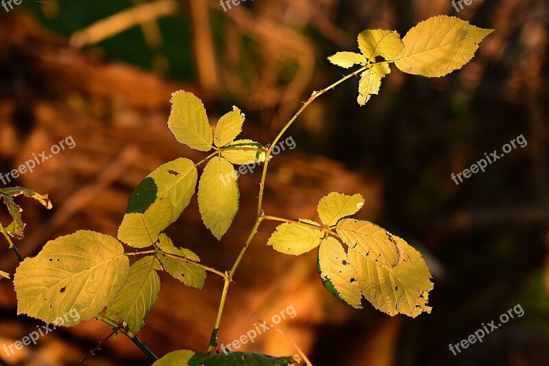 Leaf Foliage Twig Bush Autumn Color