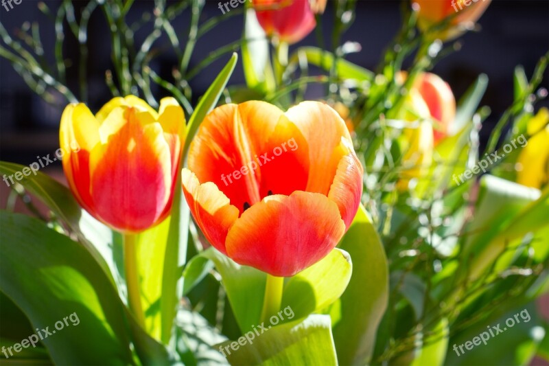 Tulips Flowers Bouquet Spring Flowers Cut Flowers