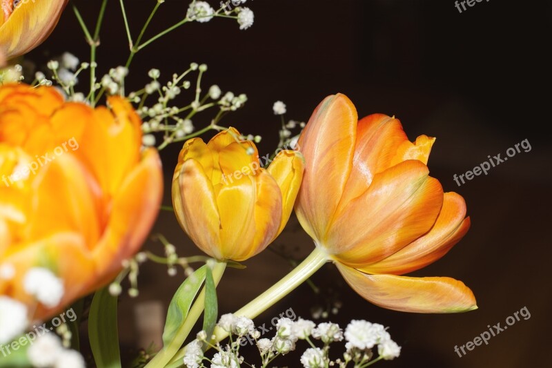 Tulips Flowers Orange Filled Blossoms Spring Flowers