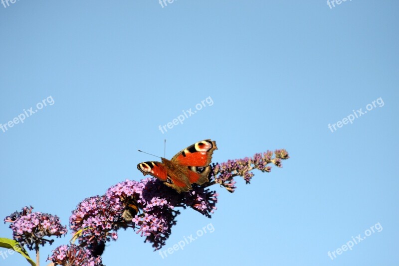 Peacock Butterfly Butterflies Nature Insect