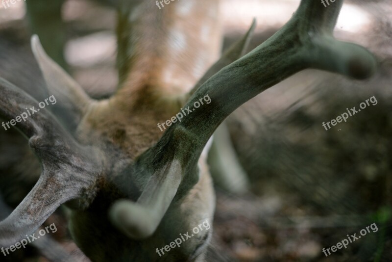 Antler Fallow Deer Forest Nature Antler Carrier