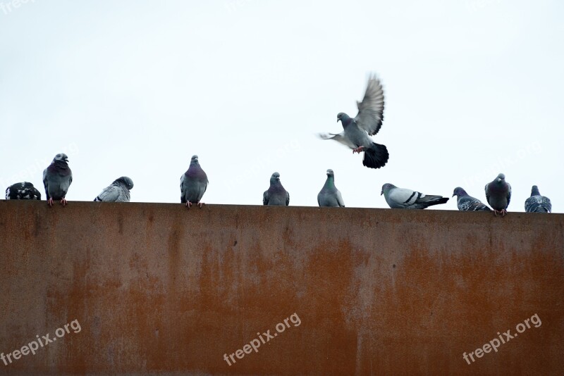 Pigeons Rusty City Flying Industry