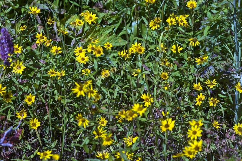 Wilderness Wildflowers Yellow Wildflowers Nature Flowers