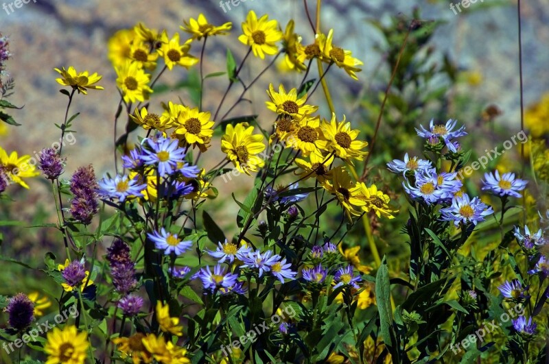 Wilderness Wildflowers Yellow Wildflowers Nature Flowers