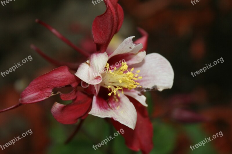 Garden Flower Nature Blossom Lily