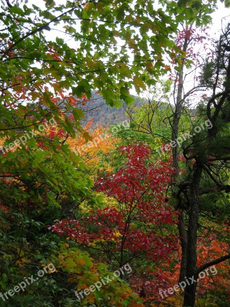 Fall Leaves Color Smoky Mountains Colorful