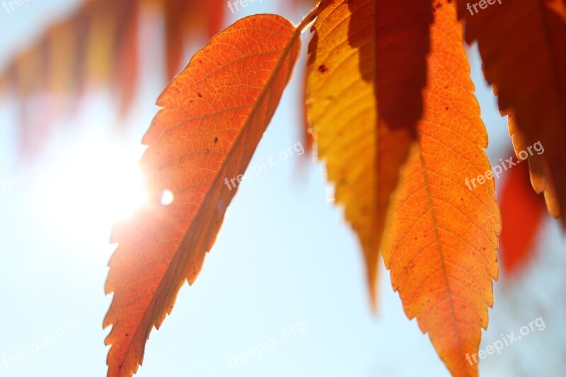 Sunbeam Leaves Tree Forest Nature