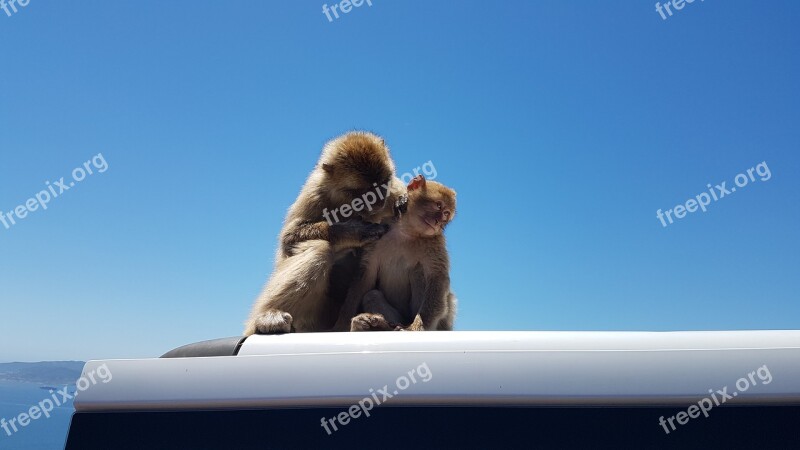 Gibraltar Ape Rock Monkey Nature