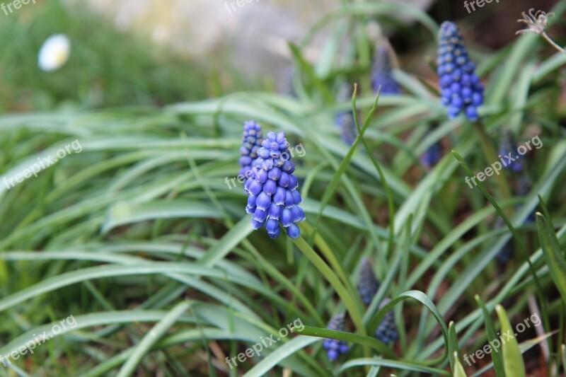 Muscari Bulb Blue Spring Flowers