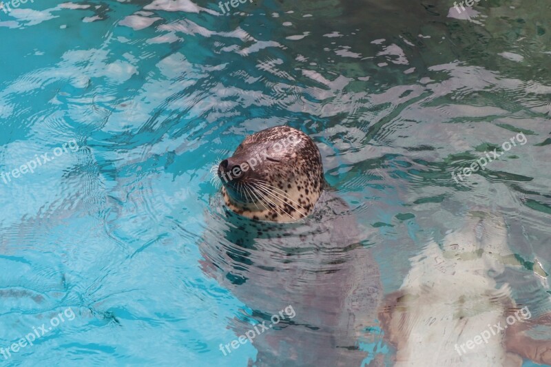 Seal Water Mammal Animal Swim