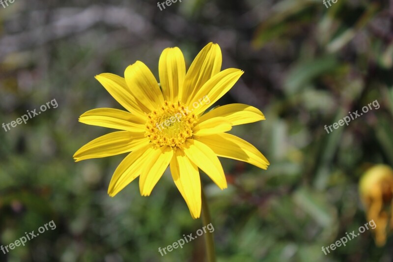 Flower Yellow Nature Flowers Spring