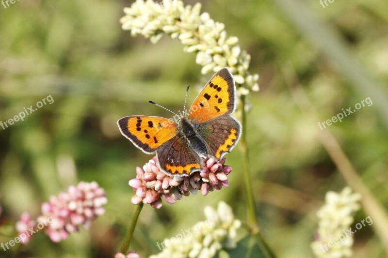 Butterfly Fire Butterfly Small Natural Insect