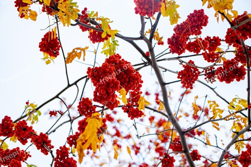 Sky Berries Red Nature Blue