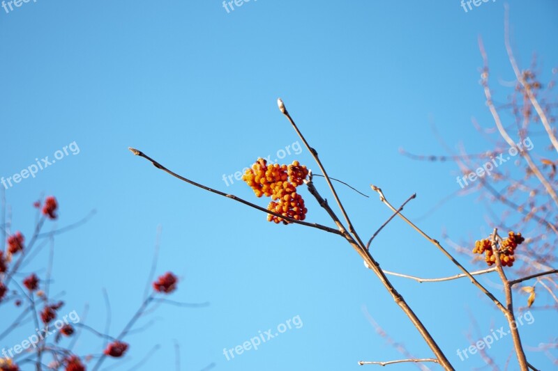 Sky Berries Red Nature Blue