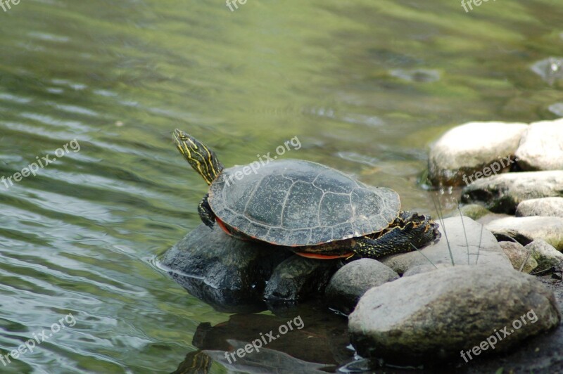 Turtle Reptile Water Wildlife Shell