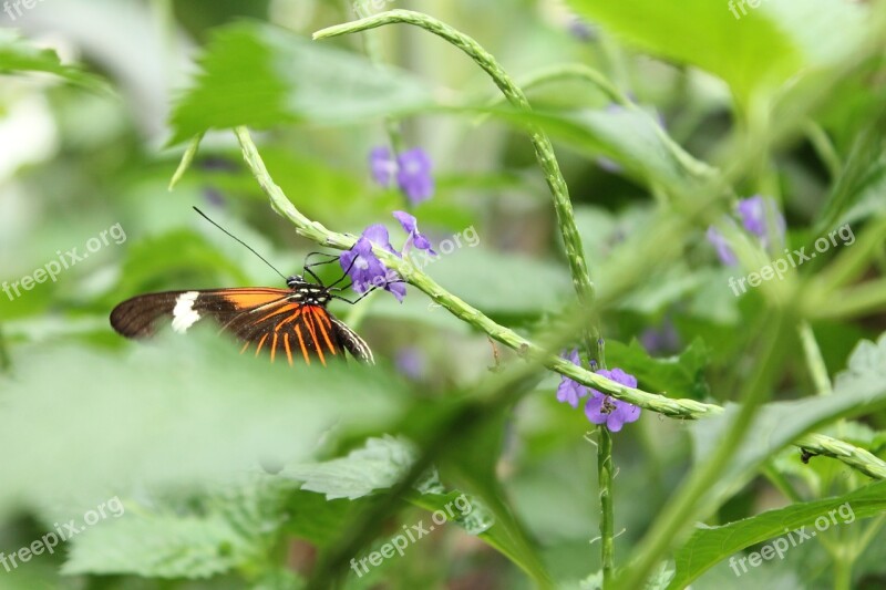 Butterfly Purple Flower Nature Nectar Summer