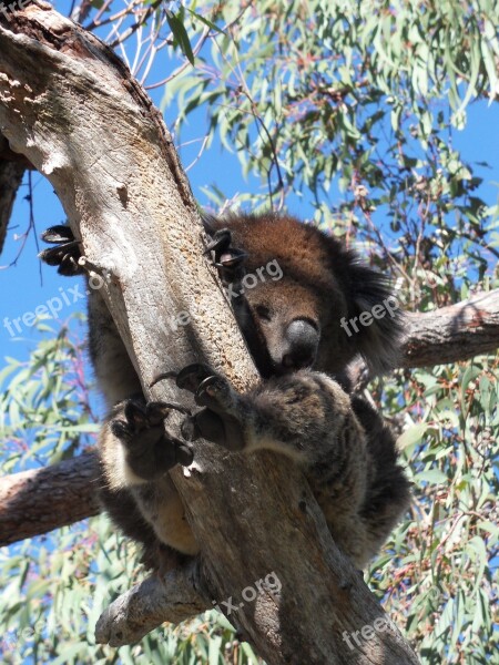 Koala Lazy Eucalyptus Tree Resting