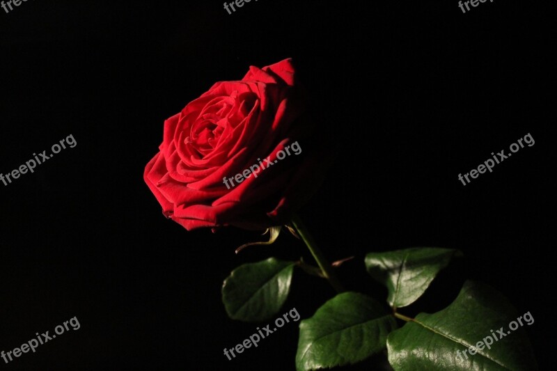 Red-naomi Red Rose Rose Red Blossom