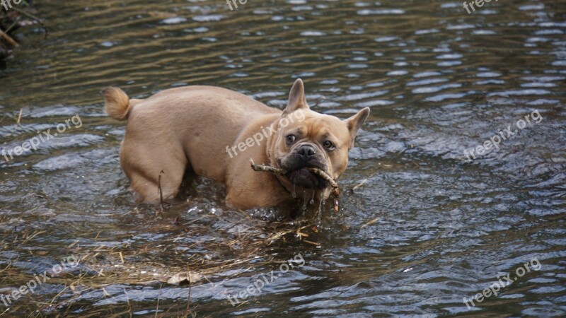 French Bulldog Dog Animal In The Water Batons