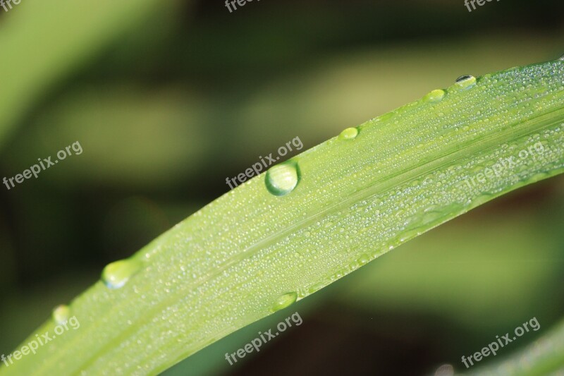 Nature Rain Green Drops Weather