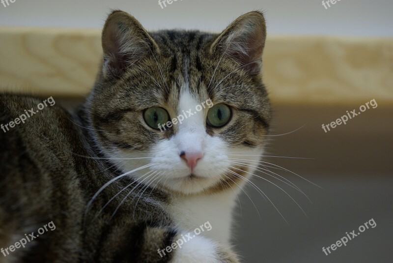 Cat Cat Face Mackerel Portrait View